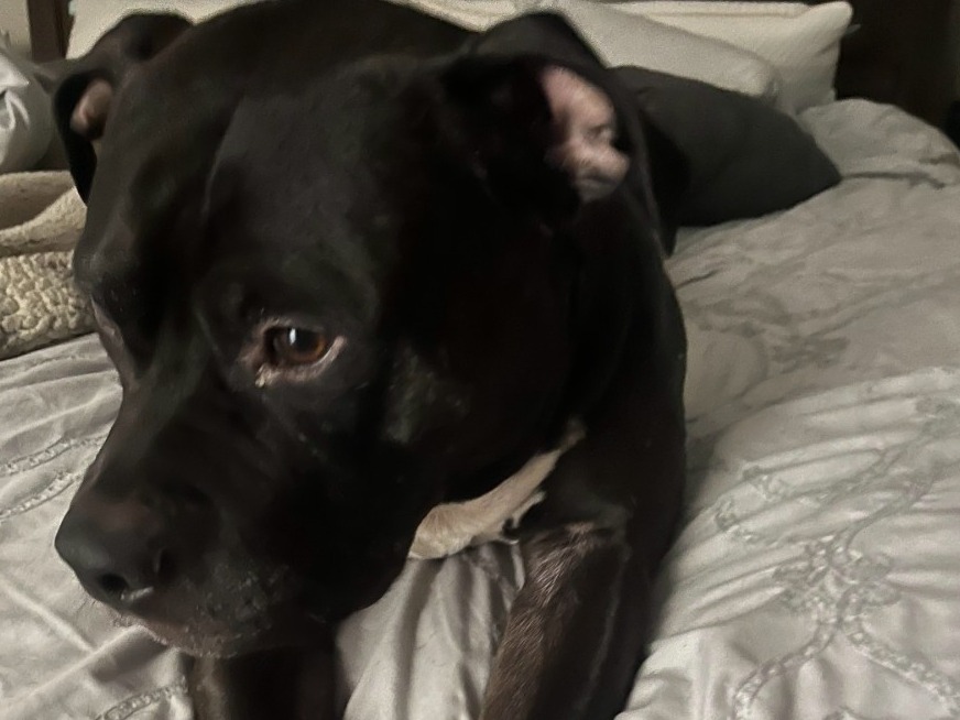 American Bully 4 years old male large named scooter for breeding in Palm Harbor, Florida | Petmeetly