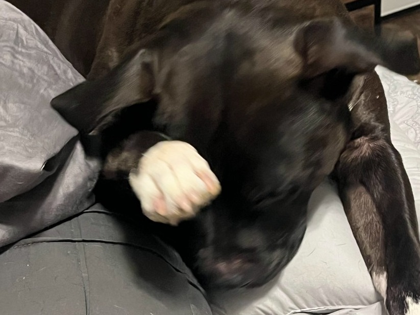 American Bully 4 years old male large named scooter for breeding in Palm Harbor, Florida | Petmeetly