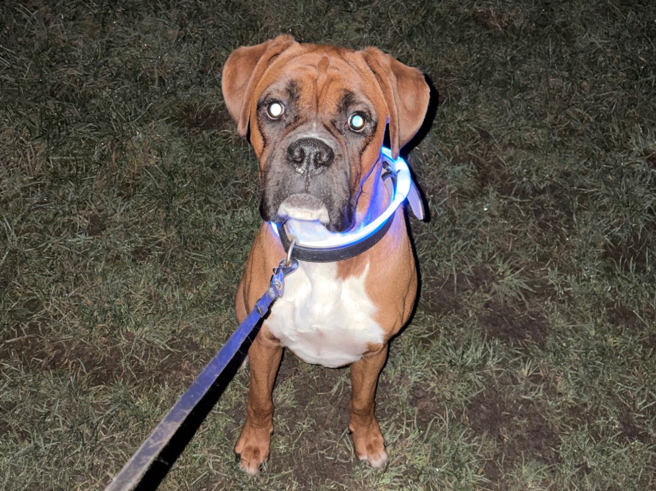 Boxer 1 year old male large named Tyson for breeding in Warwickshire, England | Petmeetly