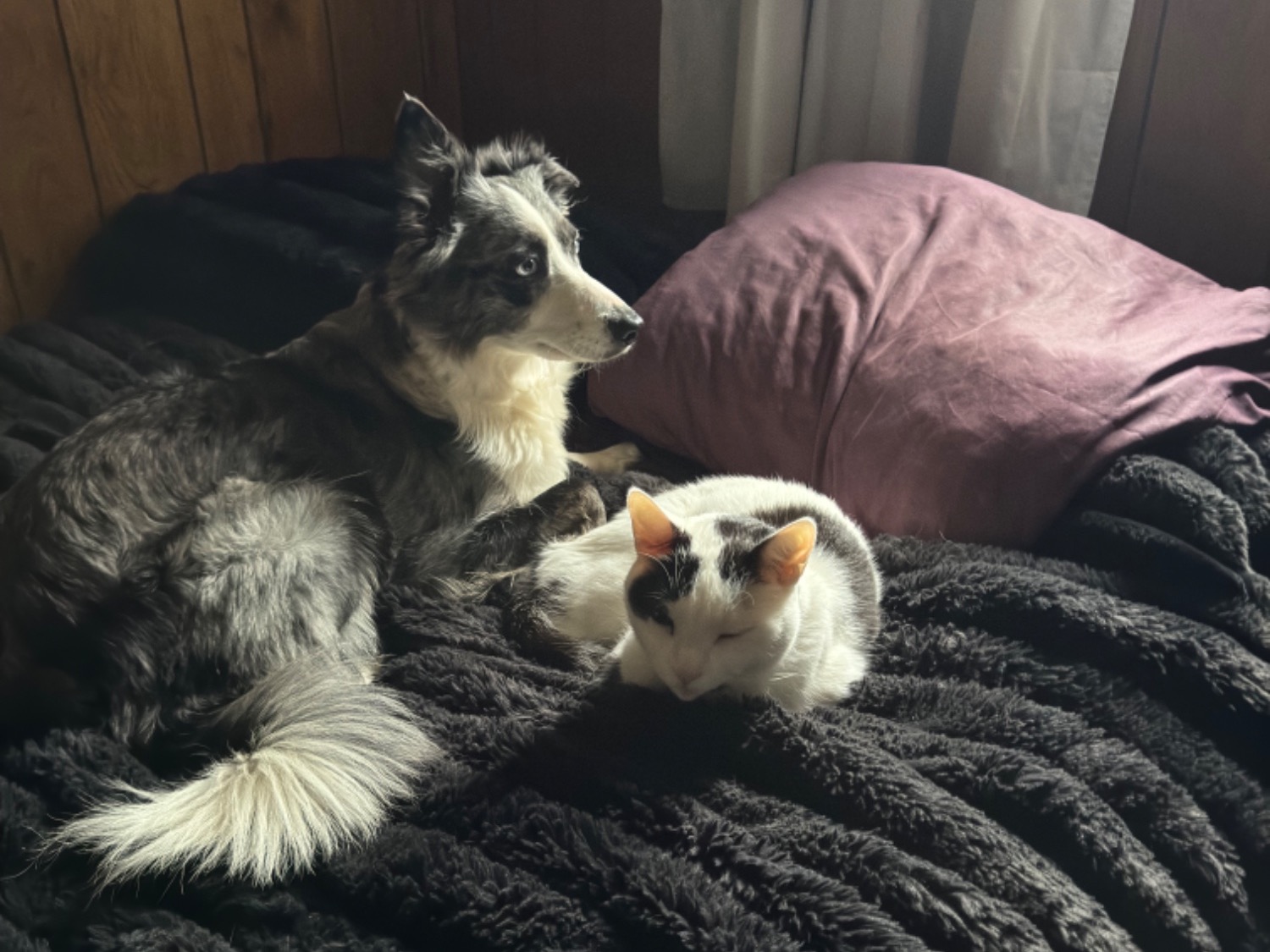 Border Collie 4 years old female medium named Stoney for breeding in Fraser, Michigan | Petmeetly