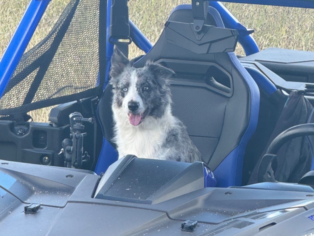 Border Collie 4 years old female medium named Stoney for breeding in Fraser, Michigan | Petmeetly