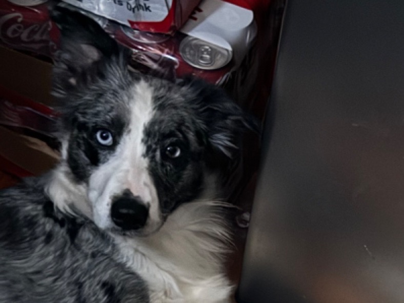 Border Collie 4 years old female medium named Stoney for breeding in Fraser, Michigan | Petmeetly