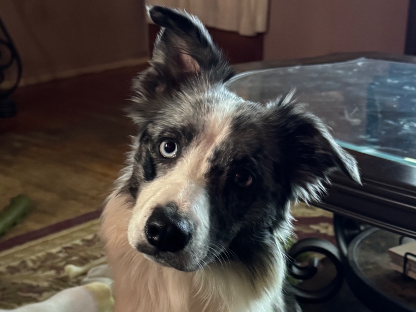Border Collie 4 years old female medium named Stoney for breeding in Fraser, Michigan | Petmeetly