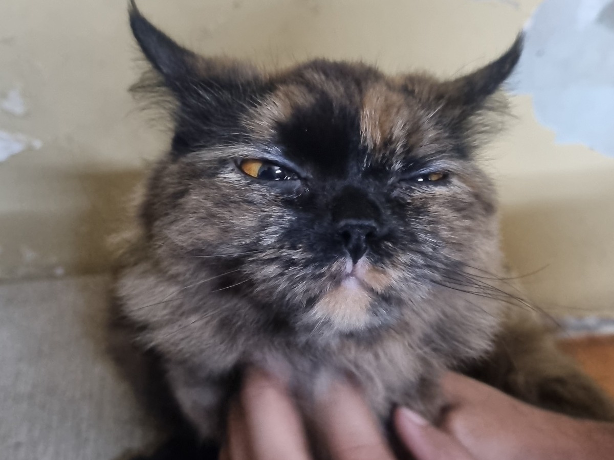 Persian 1 year 5 months old female named kitty for breeding in Pune, Maharashtra | Petmeetly