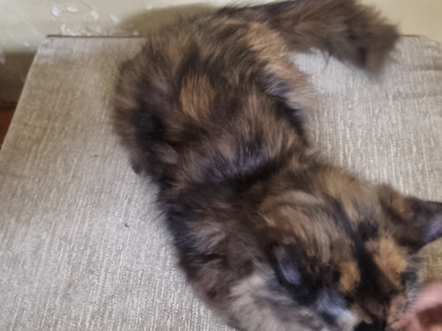 Persian 1 year 5 months old female named kitty for breeding in Pune, Maharashtra | Petmeetly