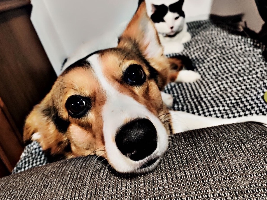 Cardigan Welsh Corgi 4 years old female medium named Trixie for breeding in St. Catharines, Ontario | Petmeetly