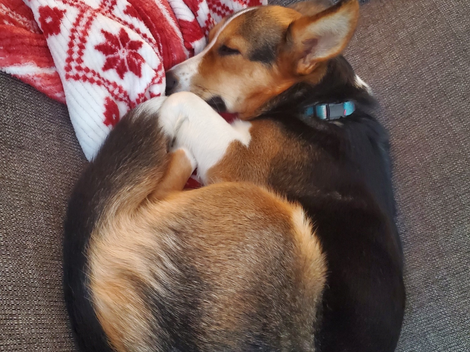 Cardigan Welsh Corgi 4 years old female medium named Trixie for breeding in St. Catharines, Ontario | Petmeetly