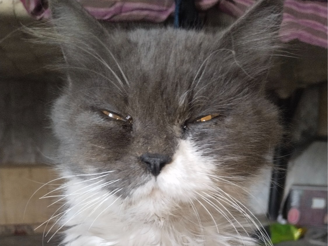 ku ku - Abyssinian | Petmeetly