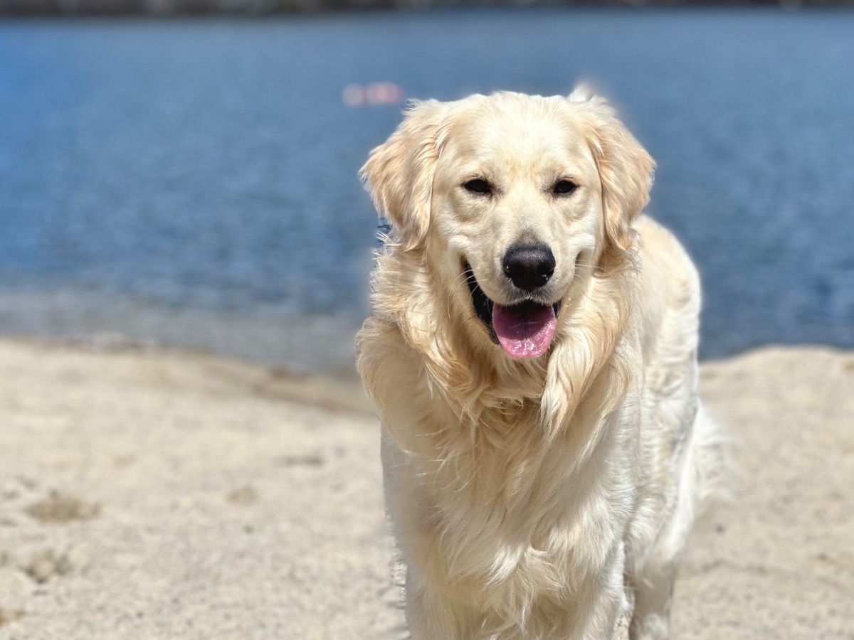 English Golden Retriever 2 years 4 months old male large named Tucker for breeding in Brewster, New York | Petmeetly