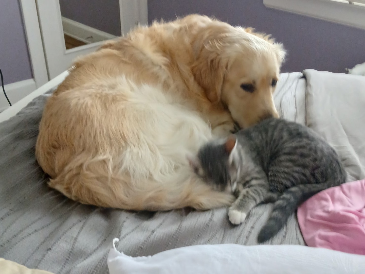 English Golden Retriever 2 years 4 months old male large named Tucker for breeding in Brewster, New York | Petmeetly