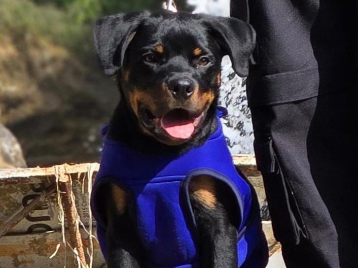 Odin - Rottweiler | Petmeetly