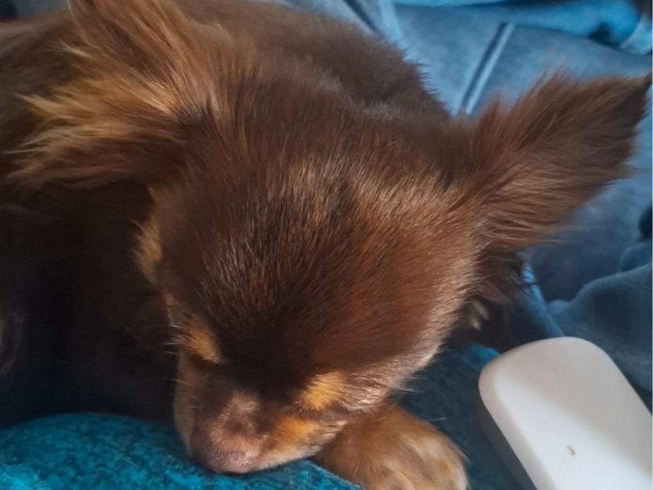 Teddy - Chihuahua | Petmeetly