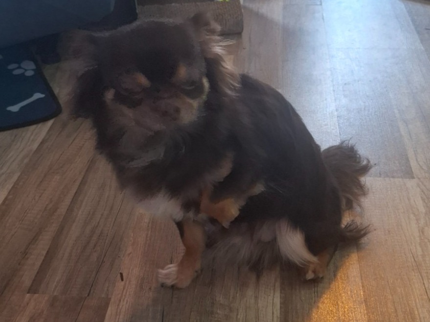Chihuahua 1 year 1 month old male small named Teddy for breeding in Coatbridge, Scotland | Petmeetly