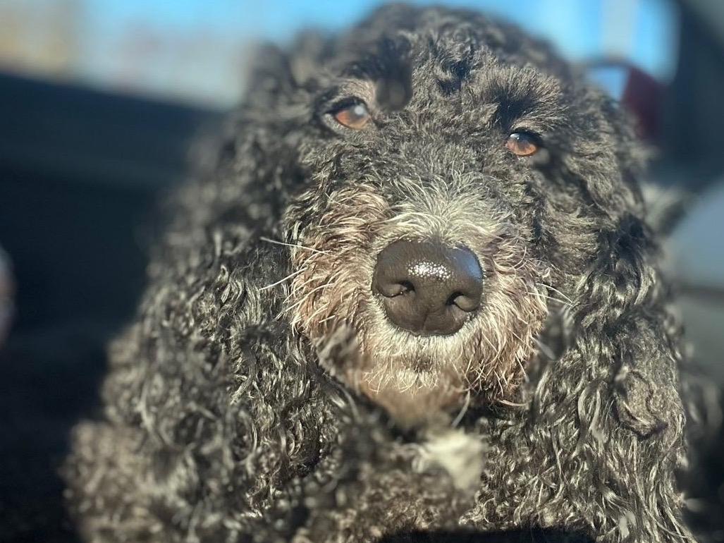 Cockapoo 2 years 10 months old female medium named Bonnie for breeding in London, England | Petmeetly