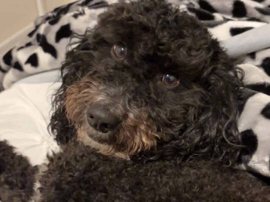 Cockapoo 2 years 10 months old female medium named Bonnie for breeding in London, England | Petmeetly