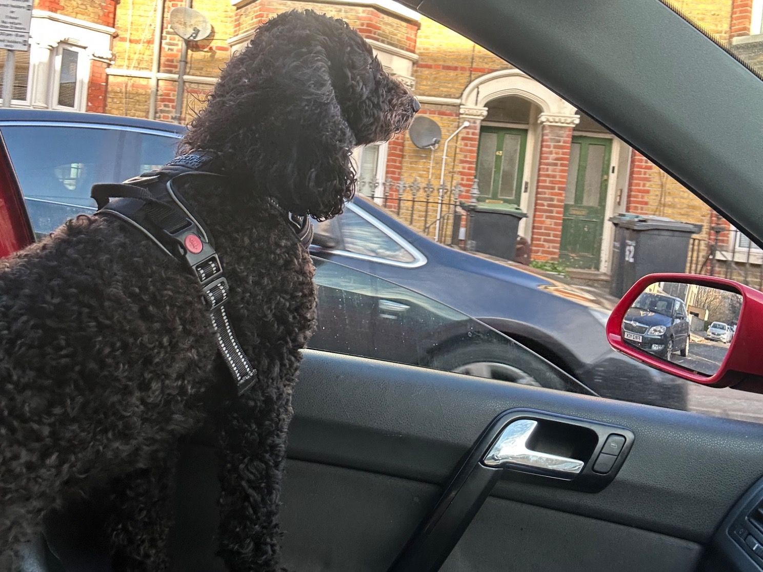 Cockapoo 2 years 10 months old female medium named Bonnie for breeding in London, England | Petmeetly