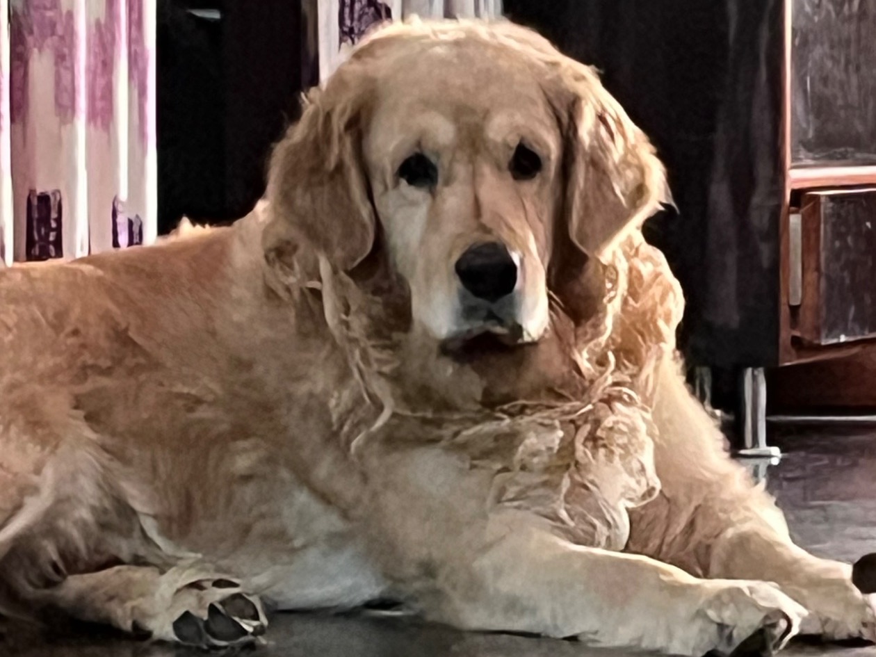 Golden Retriever 7 years old male large named charlie for breeding in Bengaluru, Karnataka | Petmeetly