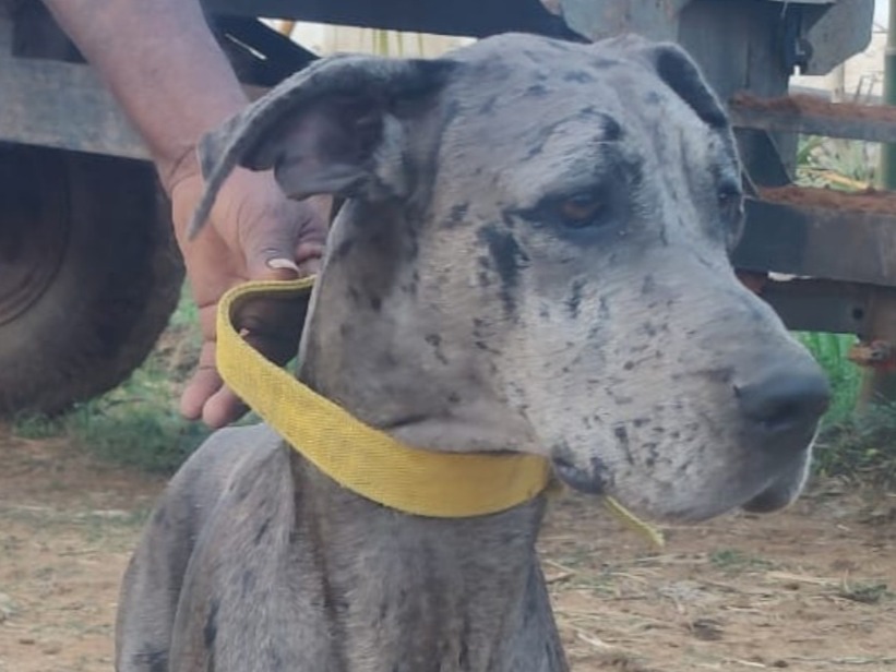 subbi - Great Dane | Petmeetly