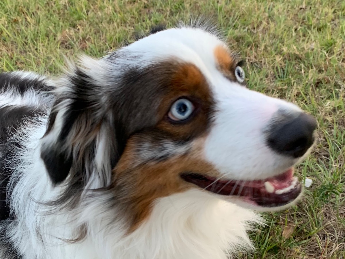 Loki - Australian Shepherd | Petmeetly