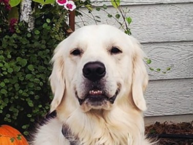 Kylo - English Golden Retriever | Petmeetly