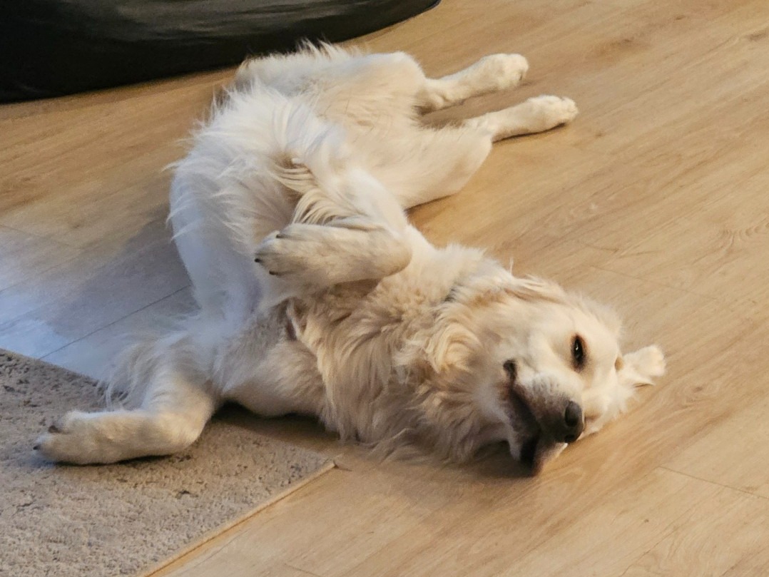 English Golden Retriever 2 years 4 months old male large named Kylo for breeding in Andover, Minnesota | Petmeetly