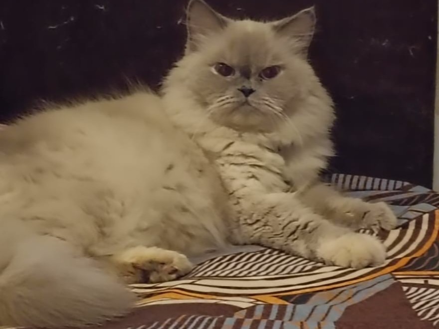 Himalayan 3 years 6 months old female named ellie for breeding in Mumbai, Maharashtra | Petmeetly