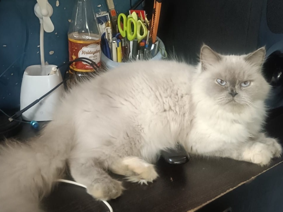 Himalayan 3 years 6 months old female named ellie for breeding in Mumbai, Maharashtra | Petmeetly