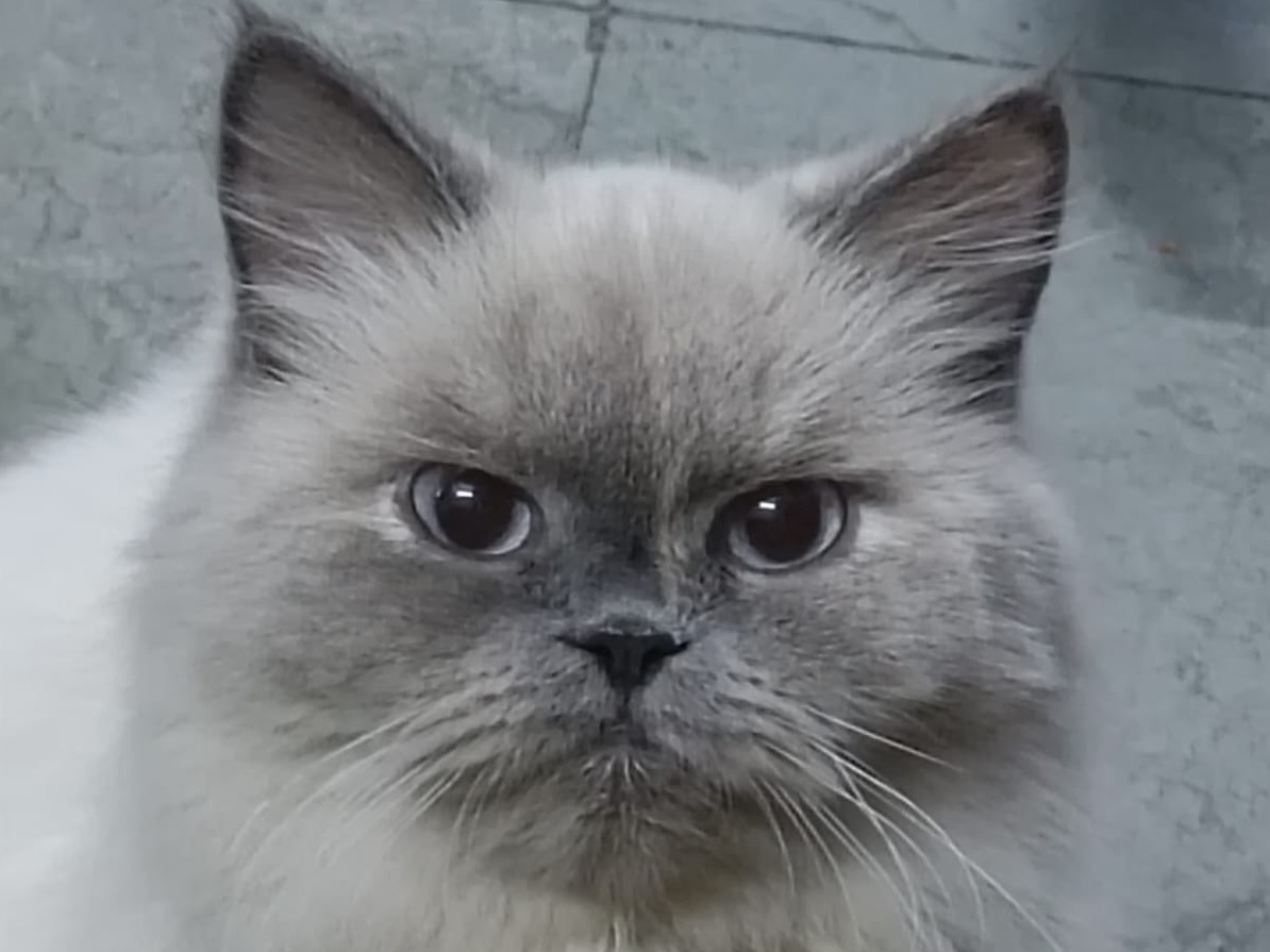 Himalayan 3 years 6 months old female named ellie for breeding in Mumbai, Maharashtra | Petmeetly