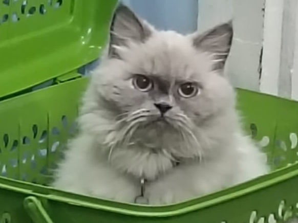 Himalayan 3 years 6 months old female named ellie for breeding in Mumbai, Maharashtra | Petmeetly