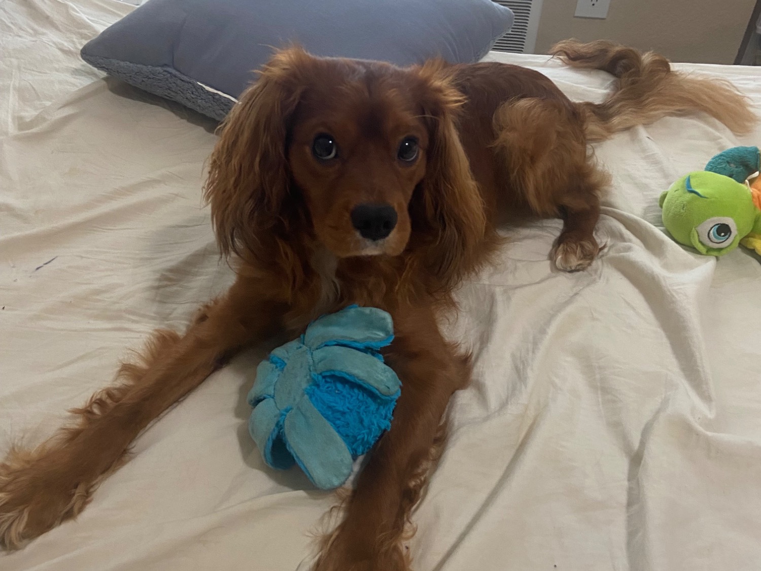 Cavapoo (Cavadoodle) 3 years old male small named Donny for breeding in Mukilteo, Washington | Petmeetly