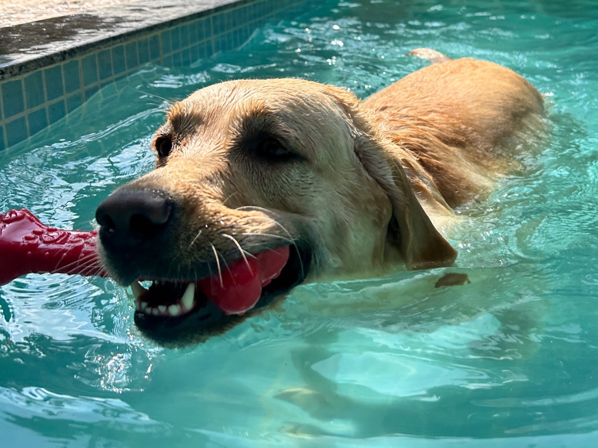 Labrador Retriever 5 years 1 month old male large named Appu for breeding in Ramanathapuram, Tamil Nadu | Petmeetly
