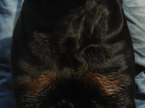 Rottweiler 1 year old male large named sultan for breeding in Faridabad, Haryana | Petmeetly
