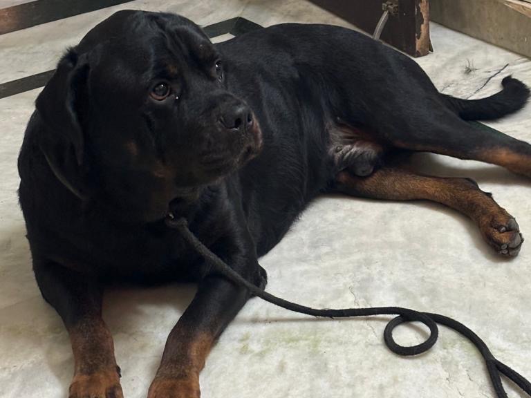 Rottweiler 1 year old male large named sultan for breeding in Faridabad, Haryana | Petmeetly