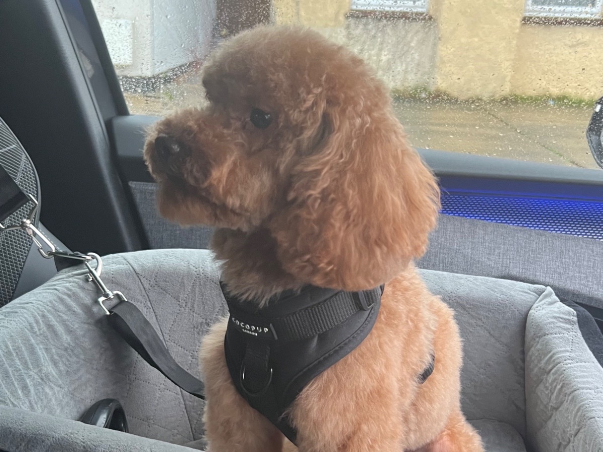 milo - Toy Poodle | Petmeetly