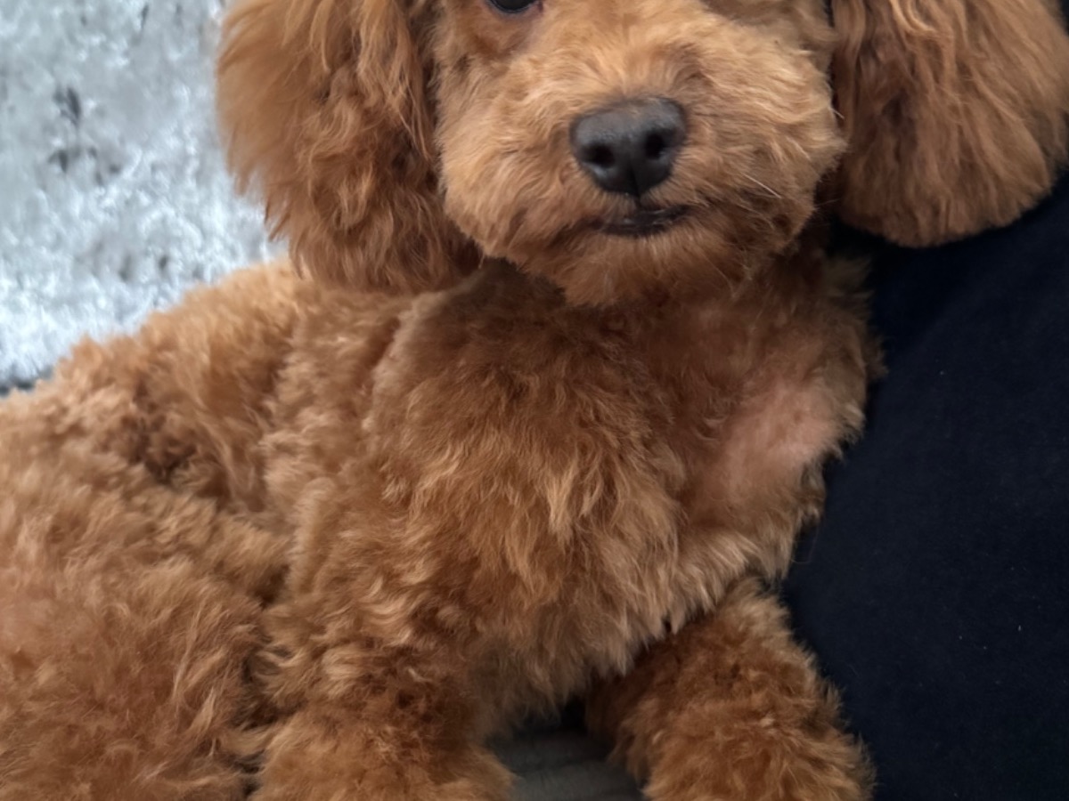 Toy Poodle 1 year 8 months old male small named milo for breeding in Slough, England | Petmeetly