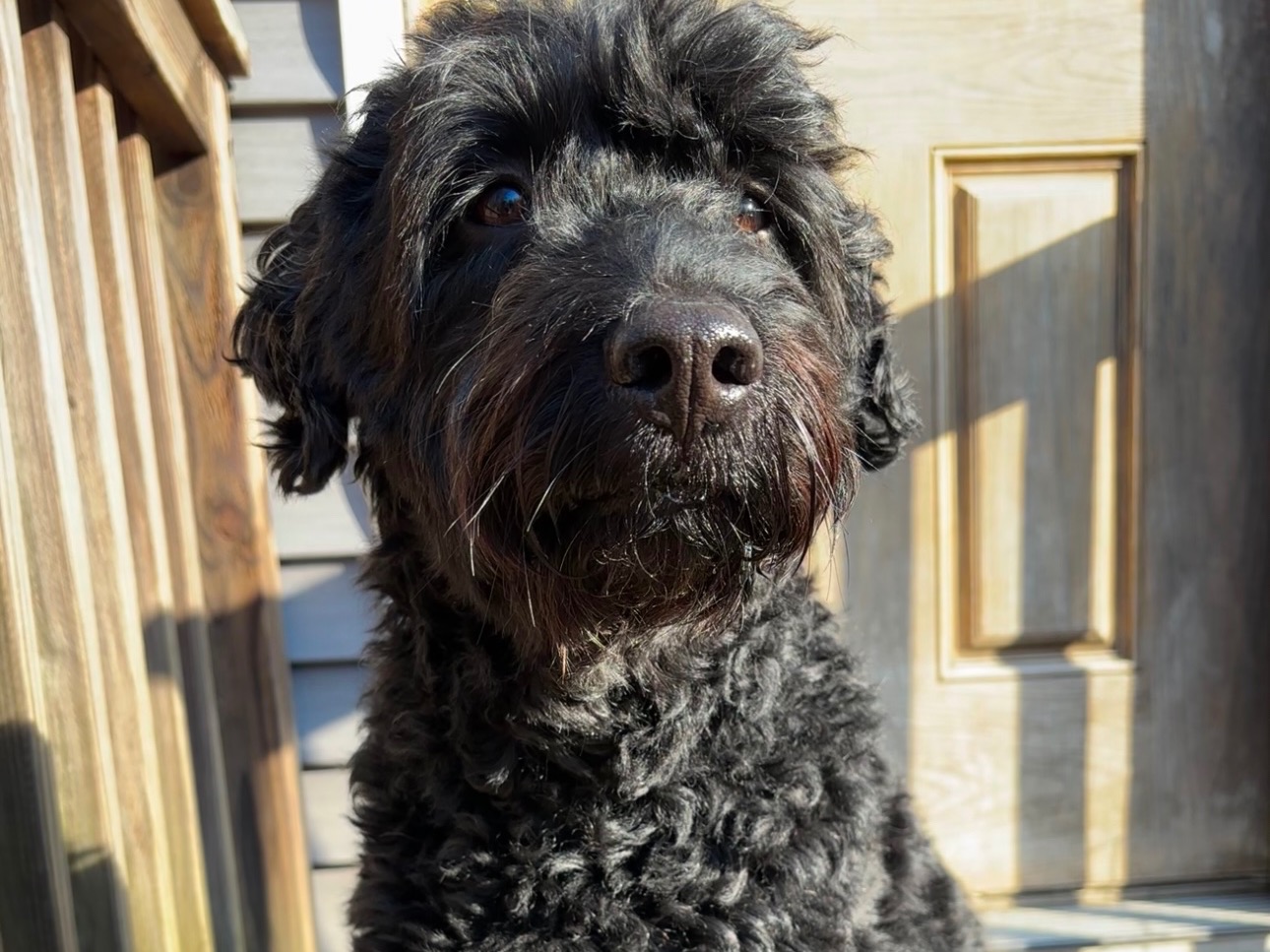 Bodhi - Australian Labrodoodle | Petmeetly