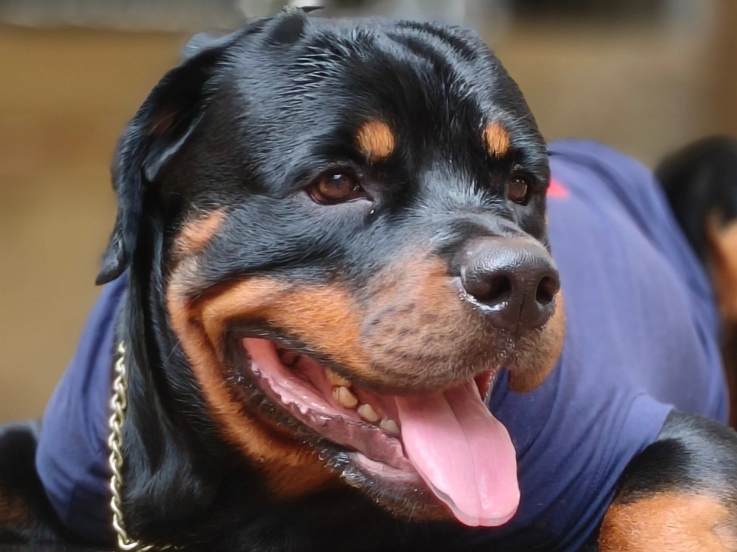 Nico - Rottweiler | Petmeetly