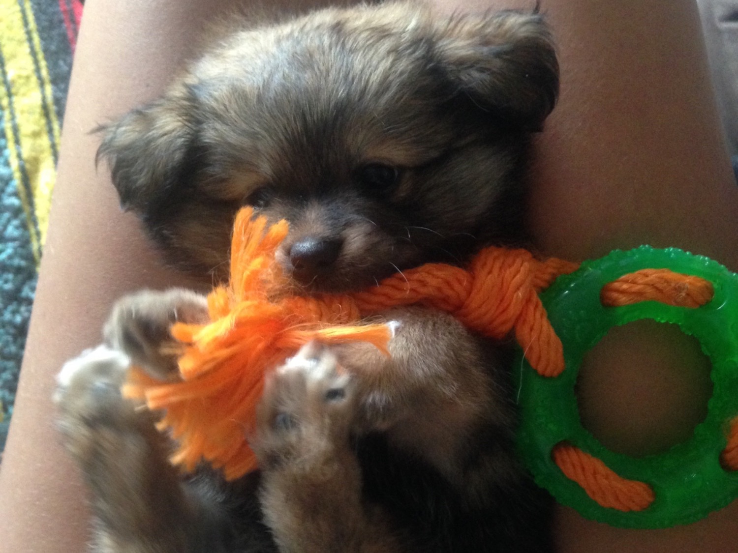 Chihuahua 9 years old male small named Chewie for breeding in Jersey City, New Jersey | Petmeetly