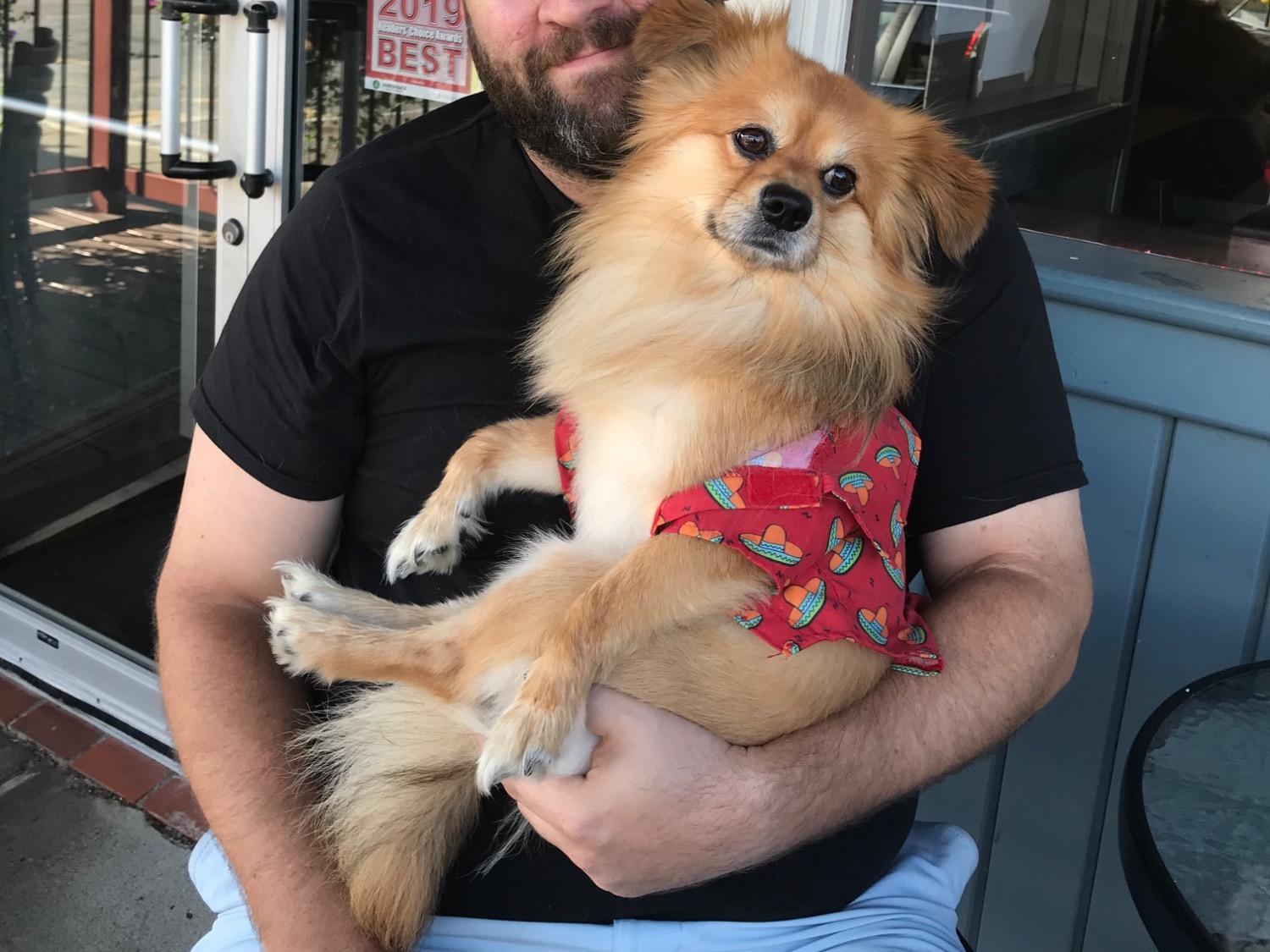 Chihuahua 9 years old male small named Chewie for breeding in Jersey City, New Jersey | Petmeetly