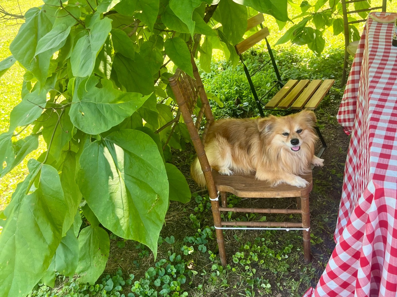 Chihuahua 9 years old male small named Chewie for breeding in Jersey City, New Jersey | Petmeetly