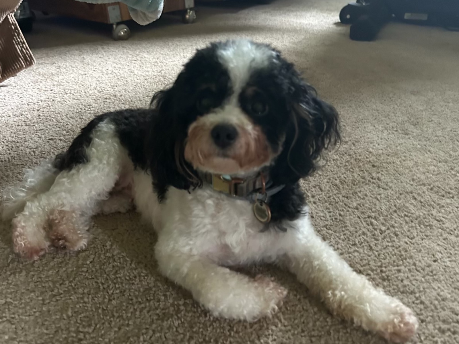 Maltese Shih Tzu 2 years old female small named sweet pea for breeding in Prospect Hill, North Carolina | Petmeetly