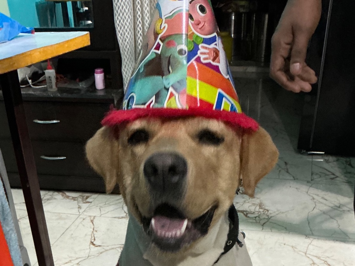 Labrador Retriever 2 years old male large named chiku for breeding in New Delhi, Delhi | Petmeetly