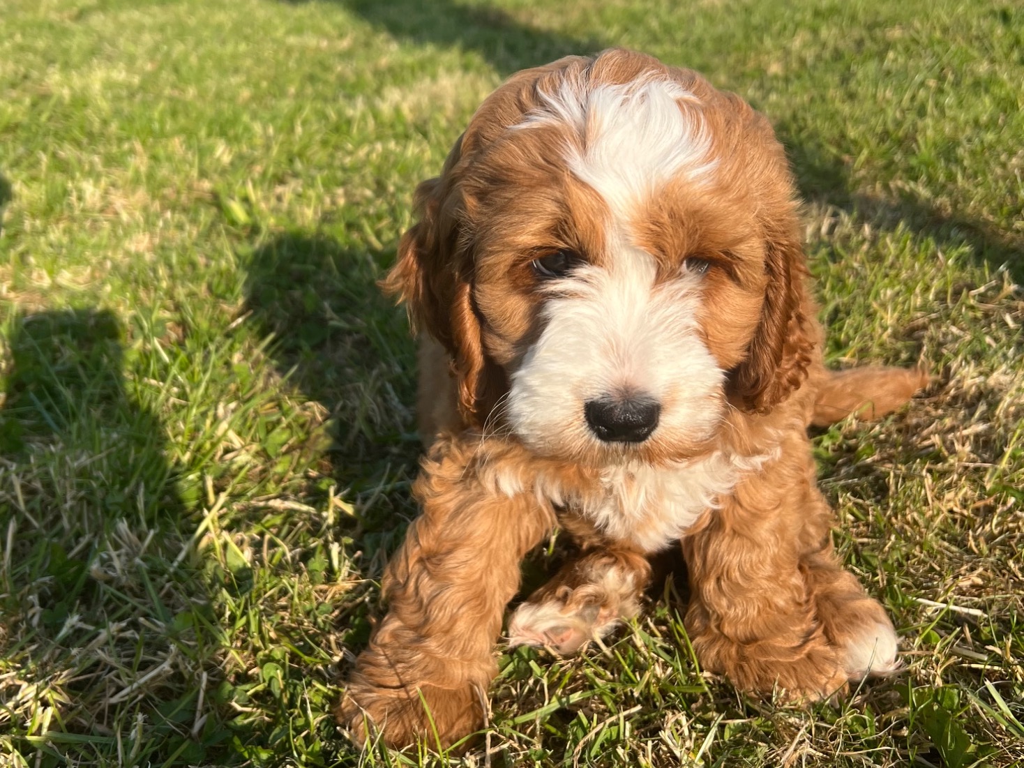 Cockapoo 3 years old male medium named Hugo for breeding in Blackpool, England | Petmeetly