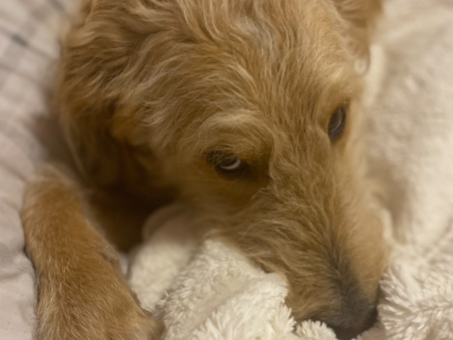 Standard Poodle 4 years old female large named Taffy for breeding in Ormond Beach, Florida | Petmeetly