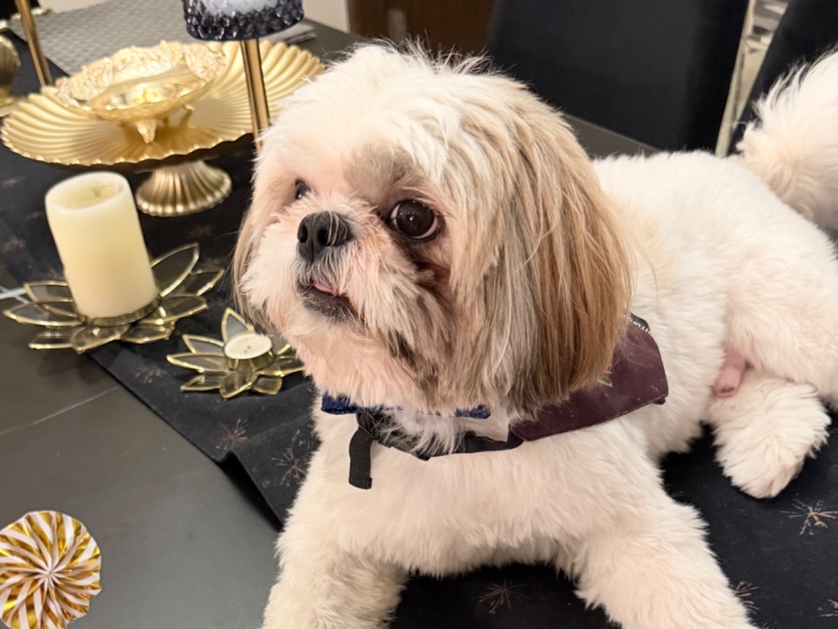 Shih Tzu 3 years 4 months old male medium named Rio for breeding in Gurugram, Haryana | Petmeetly