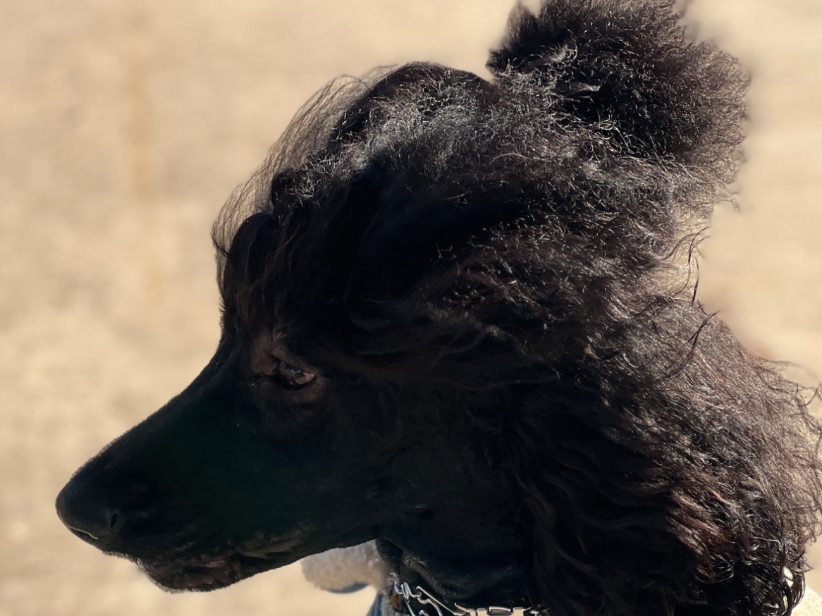 Standard Poodle 2 years old female medium named fancy for breeding in Dallas, Texas | Petmeetly