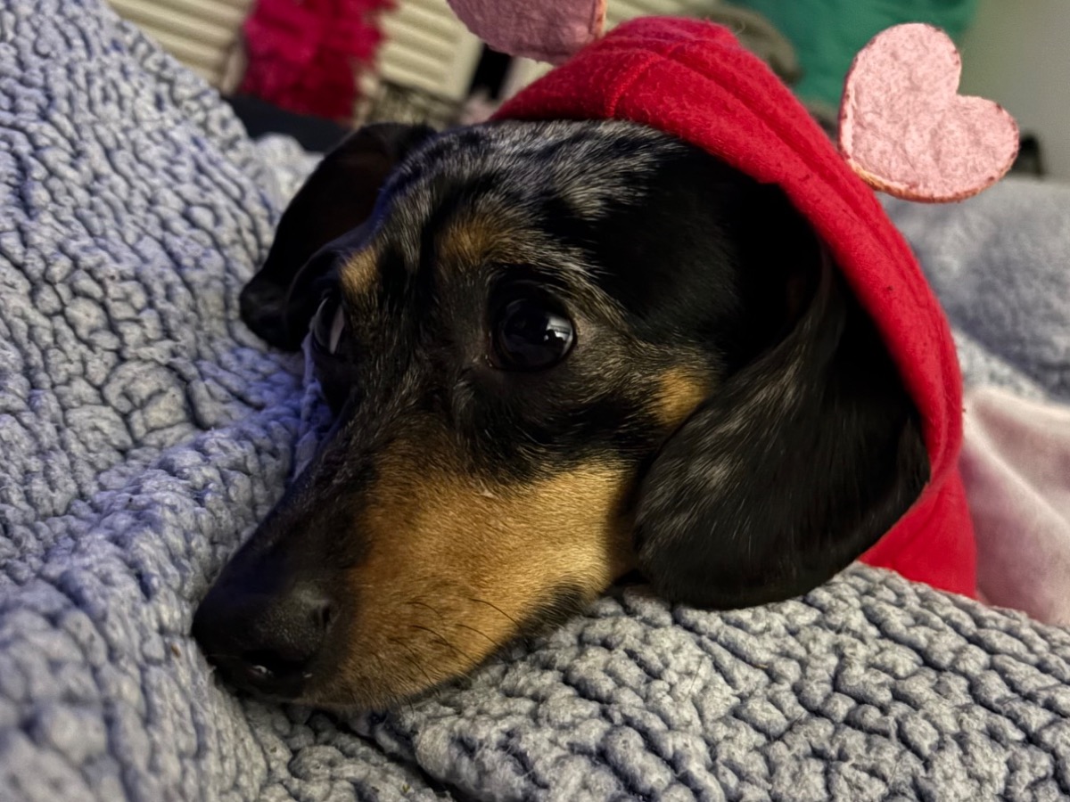 Dachshund 2 years old male small named Jax for breeding in Montville, Connecticut | Petmeetly