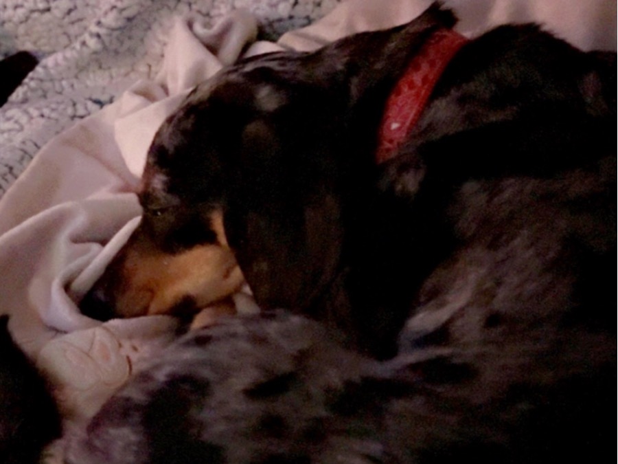 Dachshund 2 years old male small named Jax for breeding in Montville, Connecticut | Petmeetly