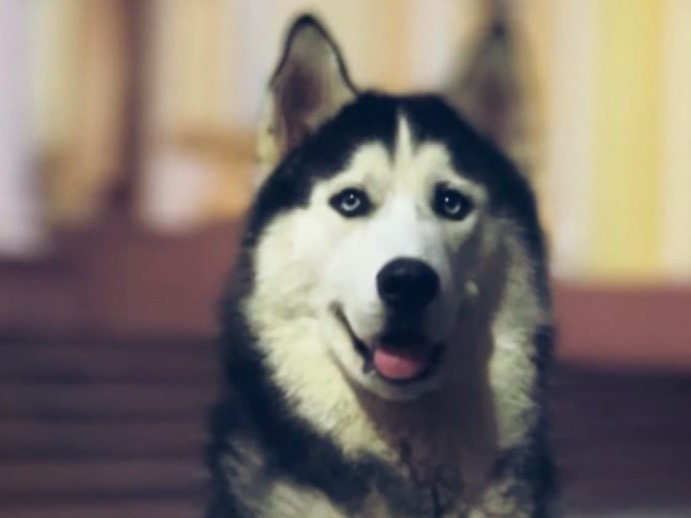 pikku - Husky | Petmeetly