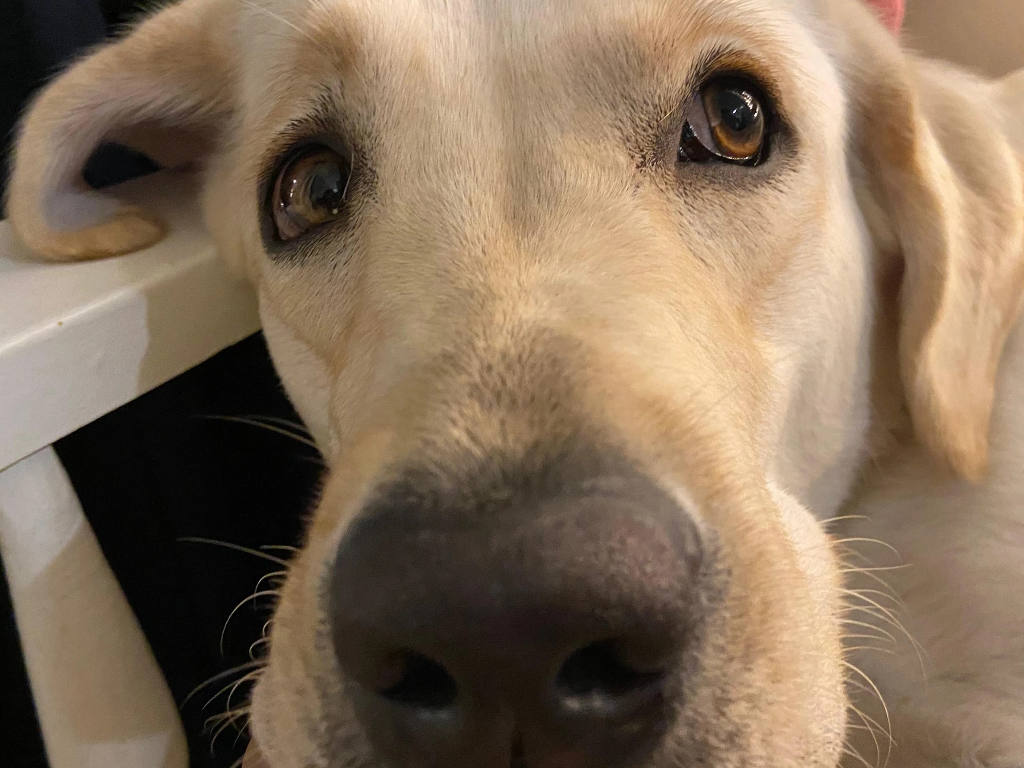 Labrador Retriever 2 years old female medium named Heera for breeding in Secunderabad, Telangana | Petmeetly